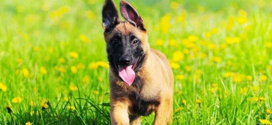 Γαλλία: Σκότωσε σκύλο και καταδικάστηκε σε έξι μήνες φυλάκιση