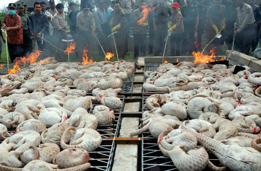 Κοροναϊός: Νέα θεωρία για την προέλευση – “Ξενιστής” ο παγκολίνος που δέχεται&hellip;