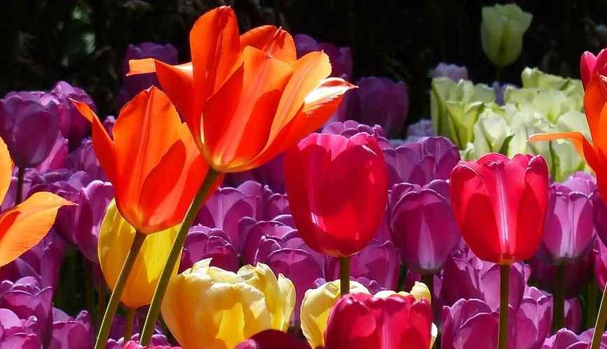 (Τηλε)μαϊντανοί και τουλίπες…