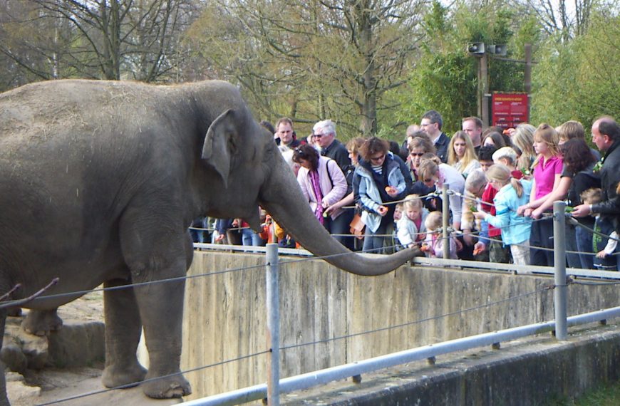 Διευθύντρια ζωολογικού κήπου στη Γερμανία: Εάν δεν έχω χρήματα, λόγω καραντίνας, για&hellip;