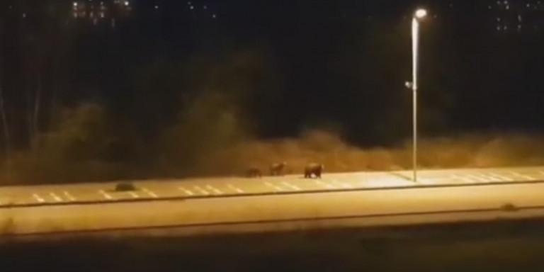 Καστοριά: Αρκούδες έκαναν βόλτα στην άδεια πόλη (Video)