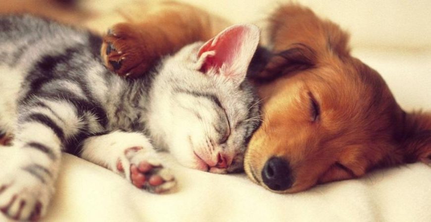 Κινεζική έρευνα: Ο Covid 19 μπορεί να μεταδοθεί στις γάτες-Τι ισχύει για&hellip;