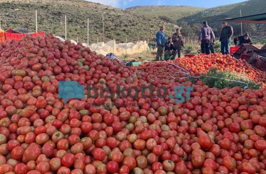 Κρήτη: Σε απόγνωση οι παραγωγοί – Πετούν 50 τόνους ντομάτας την ημέρα
