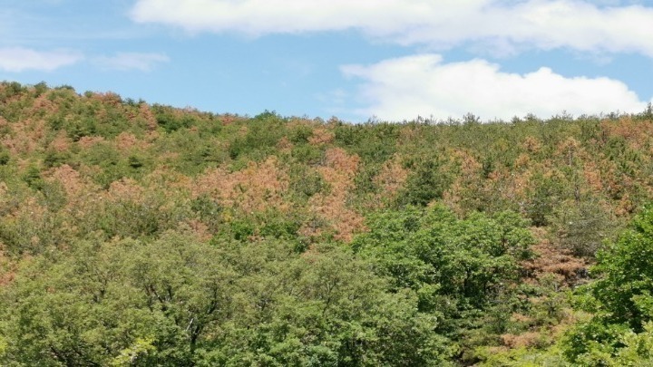 Σ. Δανιηλίδης: Η καταστροφή του Σέιχ Σου από το έντομο συνεχίζεται