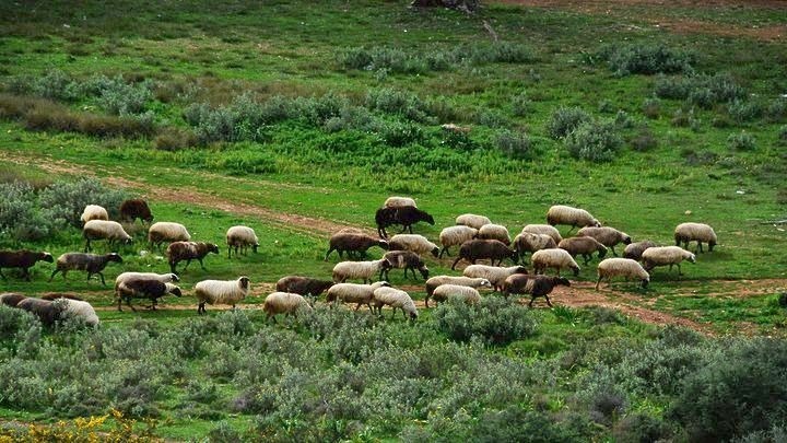 Δικαίωση της Ελλάδας από το Δικαστήριο της ΕΕ για τις επιδοτήσεις σε βοσκοτόπια