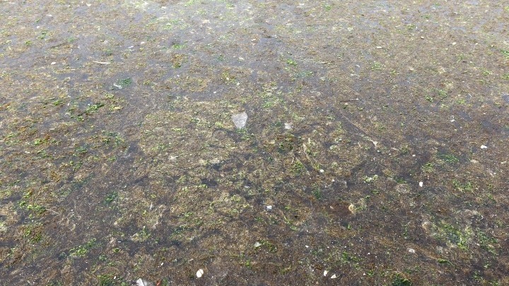 Μεγάλες ποσότητες φυτοπλαγκτόν εμφανίστηκαν σε πολλές ακτές