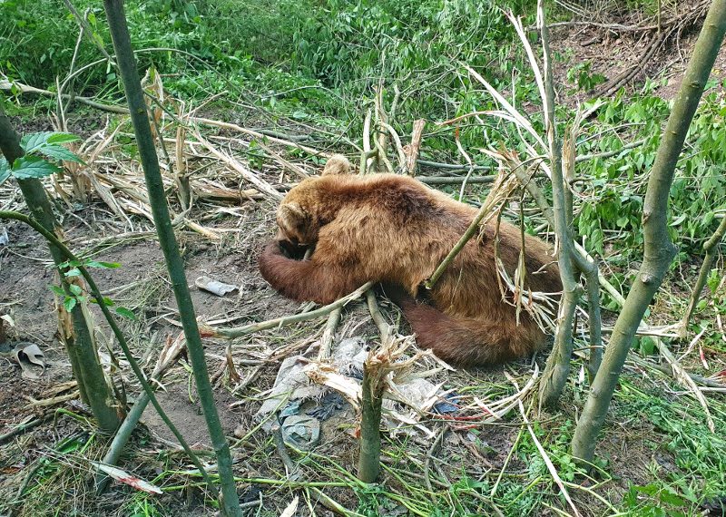 Απελευθέρωση αρκούδας που είχε πιαστεί σε παράνομη παγίδα