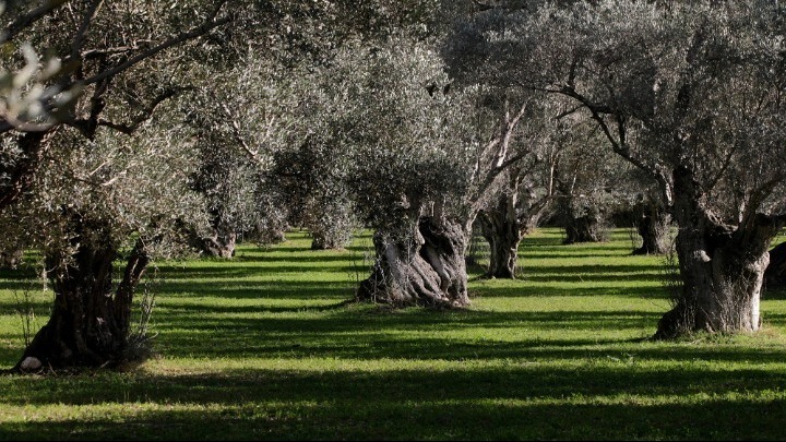 Μεταφυτεύτηκαν στην Αθήνα αιωνόβιες ελιές από την Αχαΐα