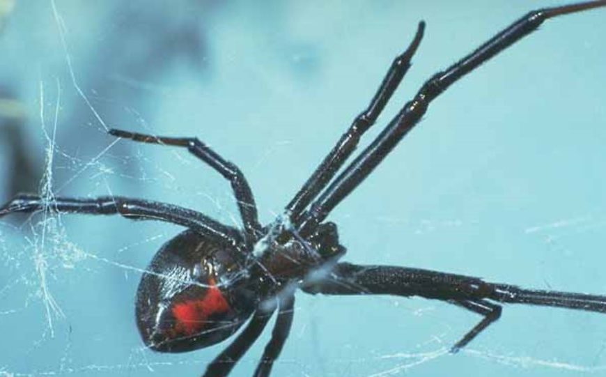 “Μαύρη χήρα” τσίμπησε βρέφος 10 μηνών – Νοσηλεύεται στη ΜΕΘ