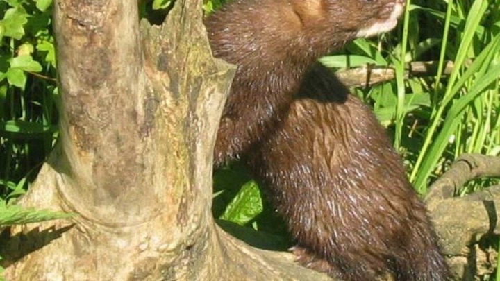 Παγκόσμια ανησυχία για τον μεταλλαγμένο Covid-19 σε βιζόν: Έξι χώρες, ανάμεσά τους η Δανία και οι ΗΠΑ, έχουν αναφέρει κρούσματα