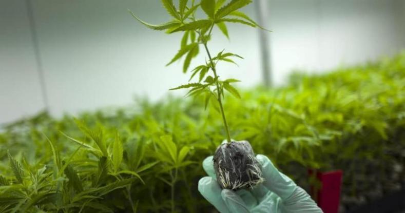 Απόφαση ΟΗΕ: Αφαίρεσε την κάνναβη από τη λίστα με τα «επικίνδυνα ναρκωτικά»