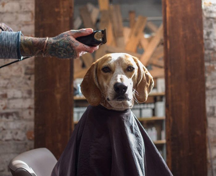 Ο αγαπημένος μου φίλος