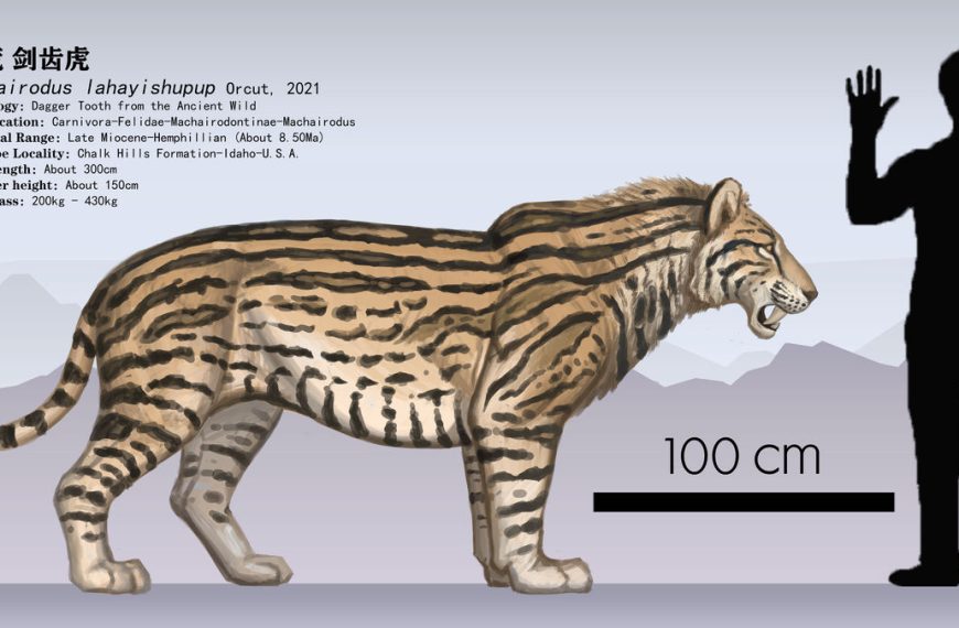 Αυτή είναι η μεγαλύτερη γάτα που υπήρξε ποτέ