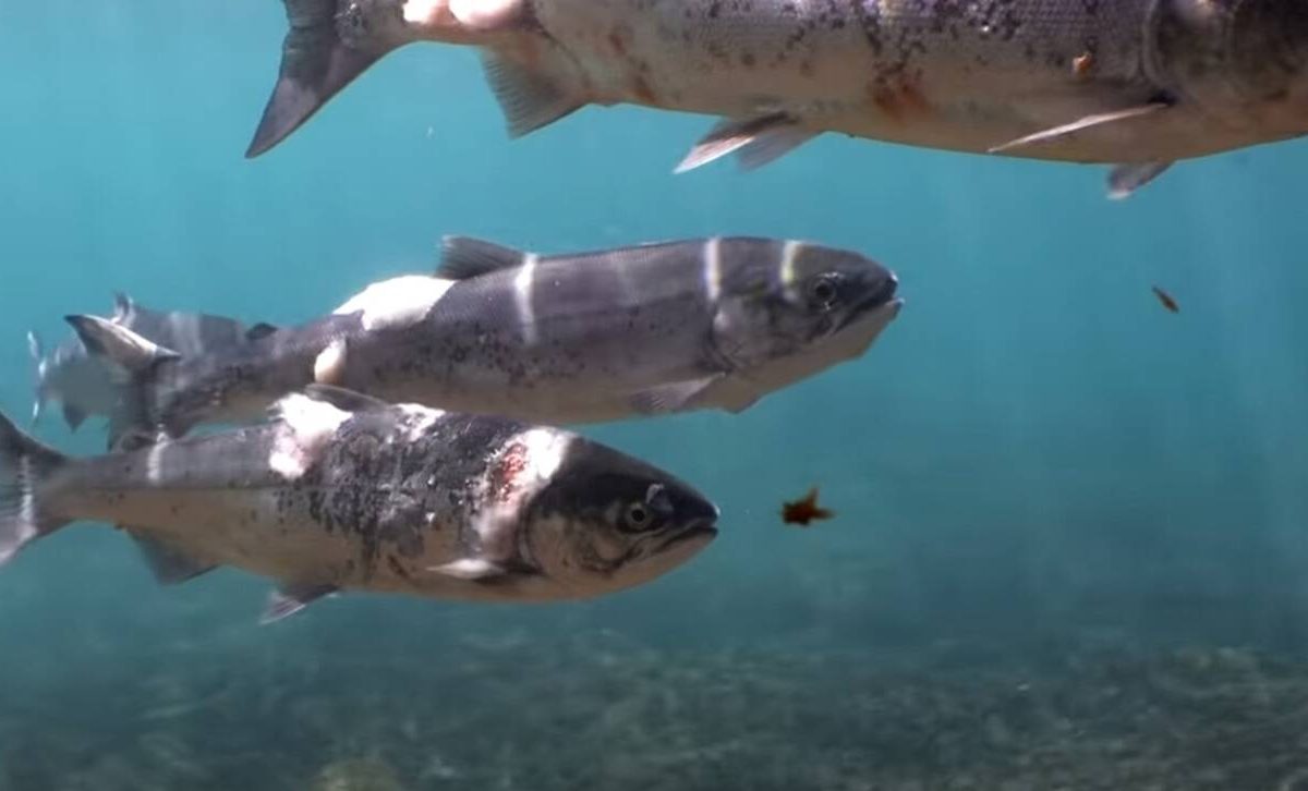 Σολομοί βράζουν ζωντανοί σε ποταμό από τον καύσωνα