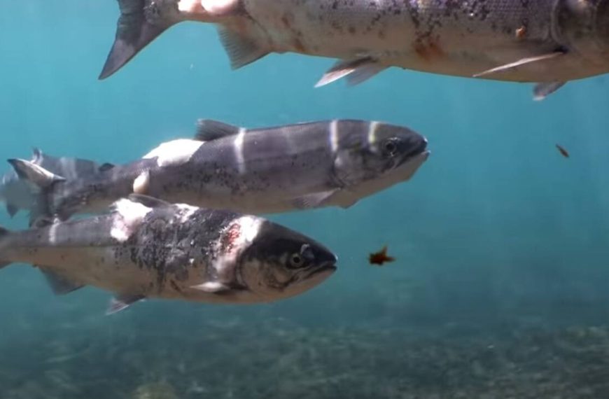 Σολομοί βράζουν ζωντανοί σε ποταμό από τον καύσωνα