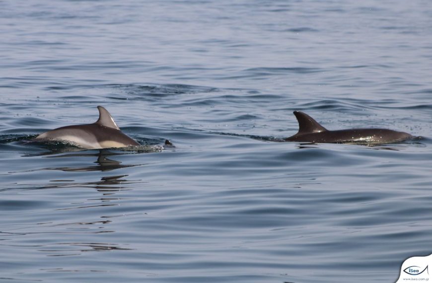 Τα δελφίνια του Θερμαϊκού καταγράφει η @IseaOrg