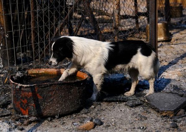 Dogs’ Voice – Φιλοξενία και παροχή βοήθειας σε ζώα από&hellip;