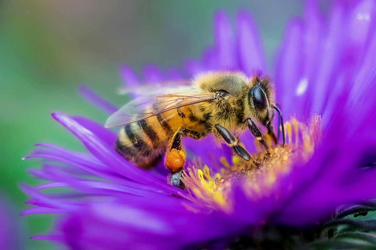 Η αγροτική δραστηριότητα σκοτώνει ραγδαία τον πληθυσμό των μελισσών