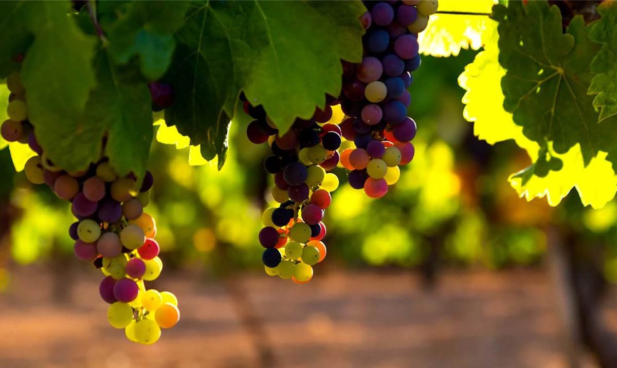 Κρήτη: “Εβρασαν” τα σταφύλια πάνω στα κλήματα