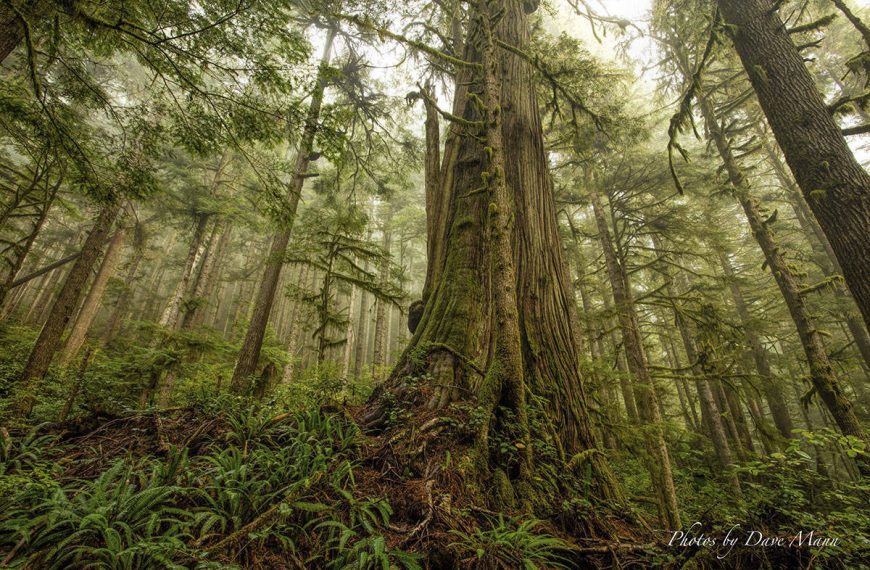 Το αρχαιότερο και ανθεκτικότερο δάσος του κόσμου