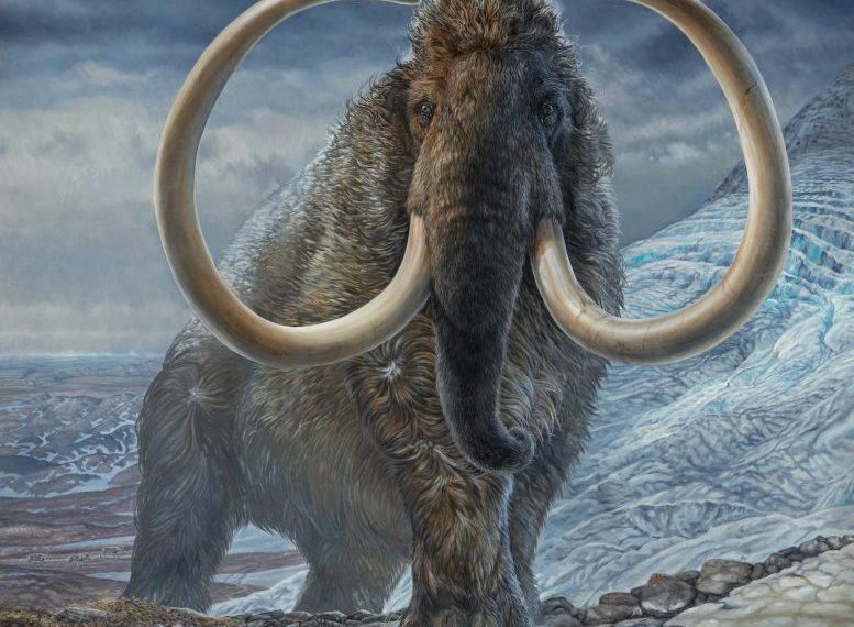 Επιστήμονες σκοπεύουν να επαναφέρουν την ύπαρξη των μαμούθ