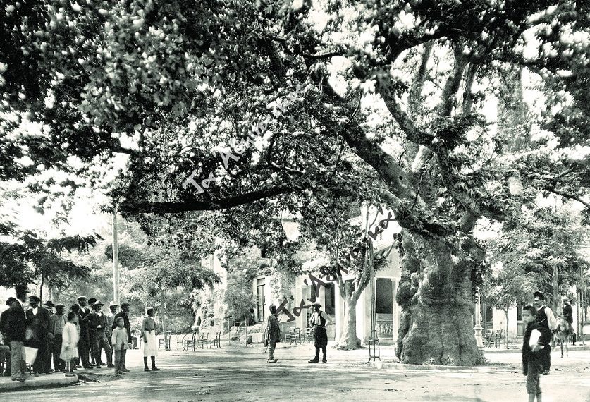 Χαιρέτα μας τον πλάτανο!