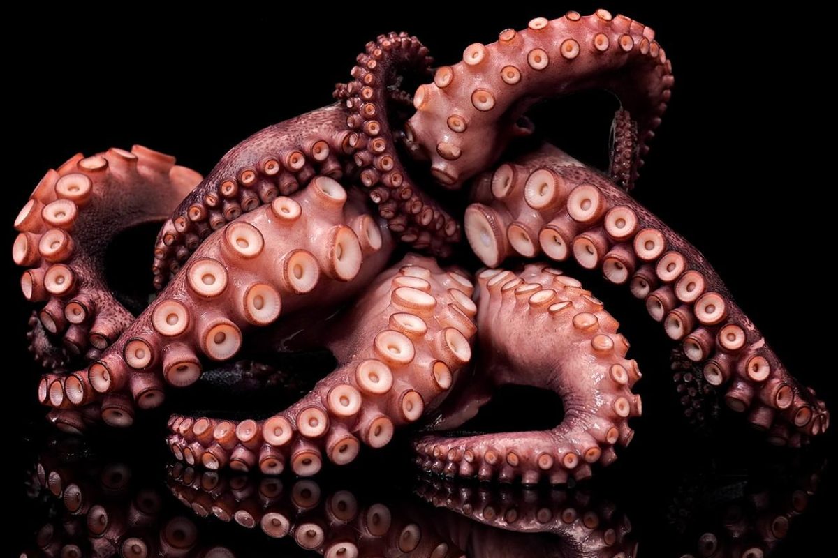 Τα χταπόδια και οι αστακοί αναγνωρίστηκαν ως αισθανόμενα όντα και θα απαγορευτεί η&hellip;