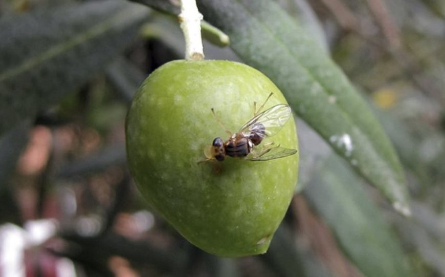 Υποχρεωτικός εμβολιασμός, δακοκτόνοι και αλμπάνηδες