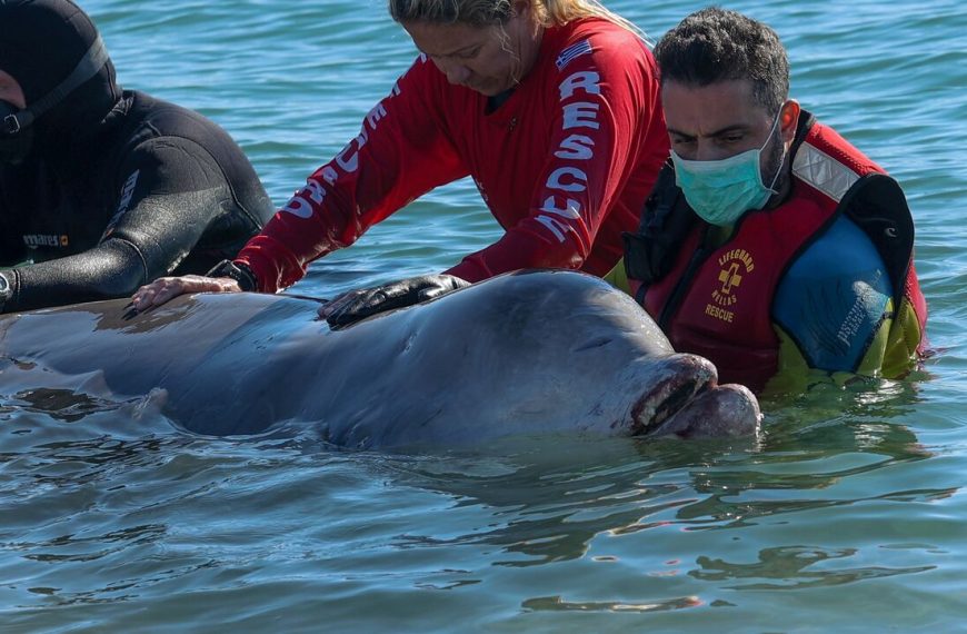 Το φαλαινάκι που μας θύμισε την ανθρωπιά και γλύκανε την γκρίζα καθημερινότητα&hellip;