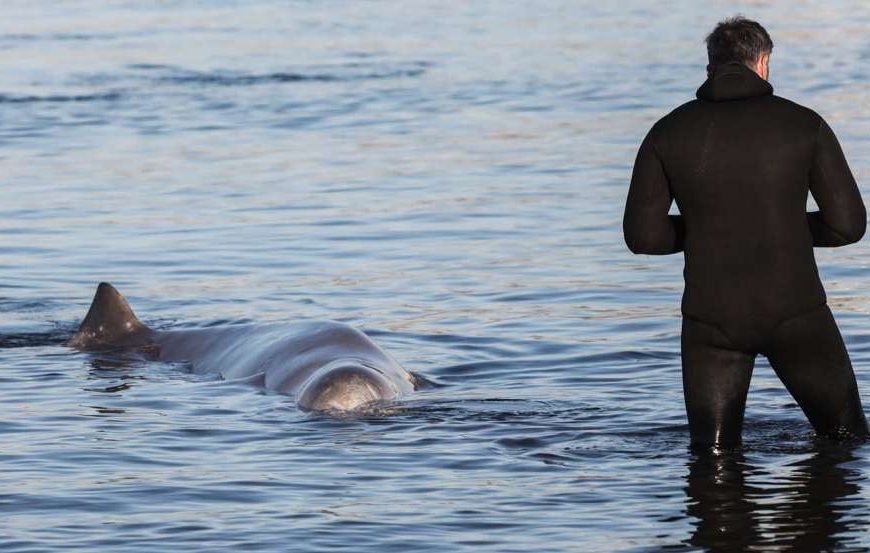 Ο Νίτσε και το βασανισμένο φαλαινάκι