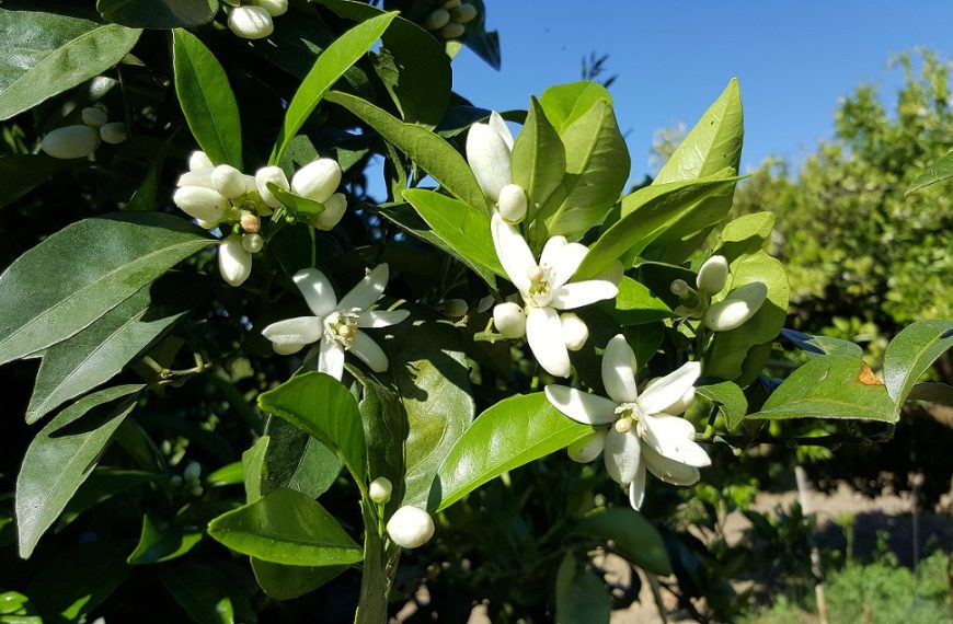 Κυριακάτικο κέρασμα: Ένας αυτοκρατορικός θάνατος