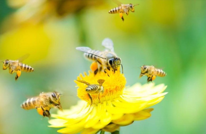 Ηλεκτρονικό μητρώο και ψηφιακή μελισσοκομική ταυτότητα στη μάχη κατά της νοθείας και των «ελληνοποιήσεων»