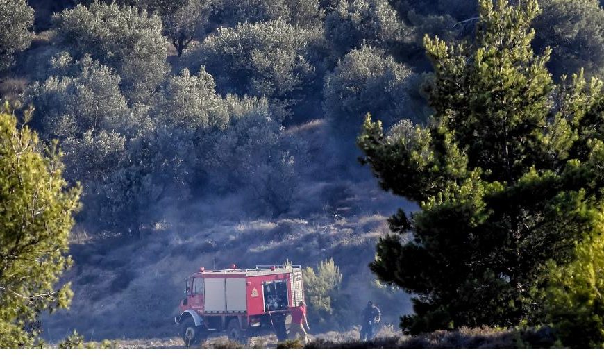 Πρόεδρος τμ. Δασολογίας ΑΠΘ: «Το δάσος της Δαδιάς έχει χαθεί»