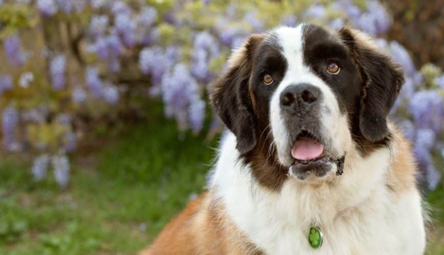 Σ’ ευχαριστώ Έλτον