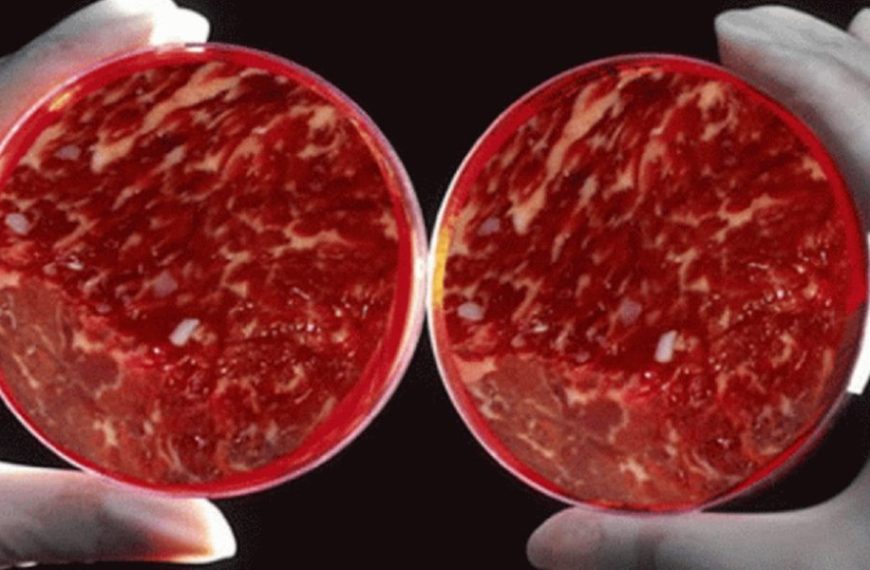 Τεχνητό κρέας: «Λύση» για το περιβάλλον, την απώλεια δέντρων και τη ρύπανση