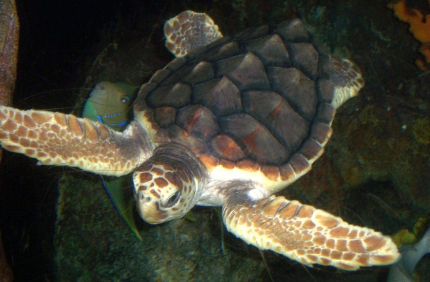 Έρευνα: Ένα στα πέντε ερπετά απειλείται με εξαφάνιση