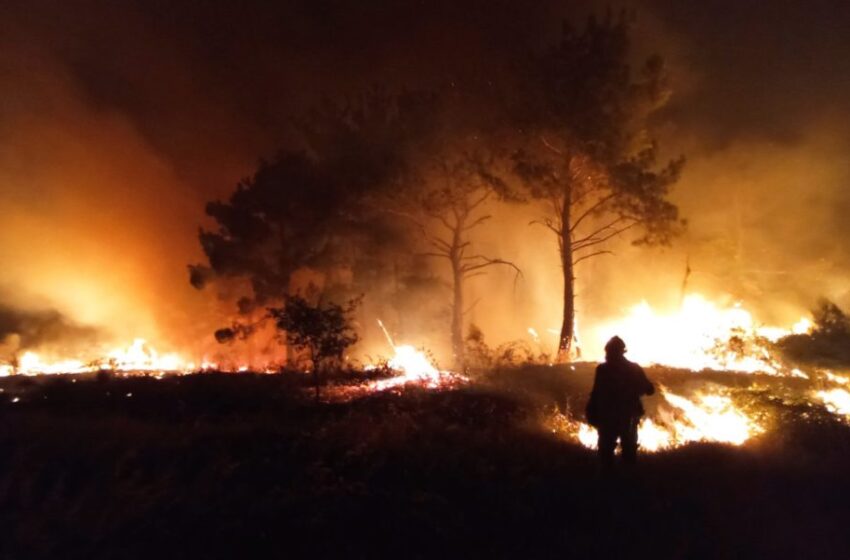 WWF Ελλάς: Τα ερωτήματα που «καίνε» τη Δαδιά