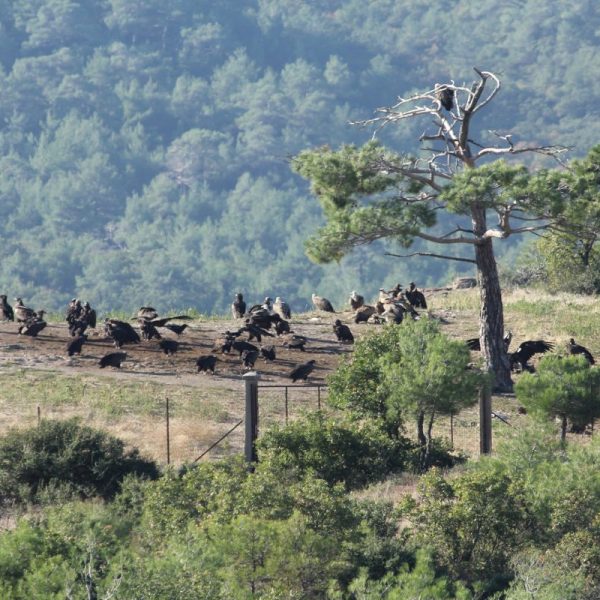 Δάσος Δαδιάς: Το διεθνές κόσμημα της φύσης που γίνεται στάχτη