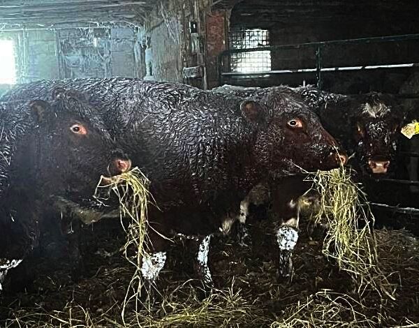 Χιλιάδες ζώα έχουν παγώσει από την χιονοκαταιγίδα στις ΗΠΑ