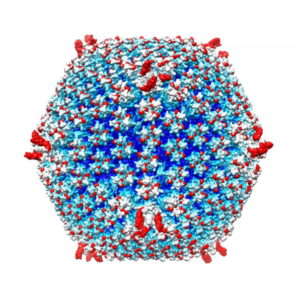 Καταπολέμηση του καρκίνου μέσω ιών