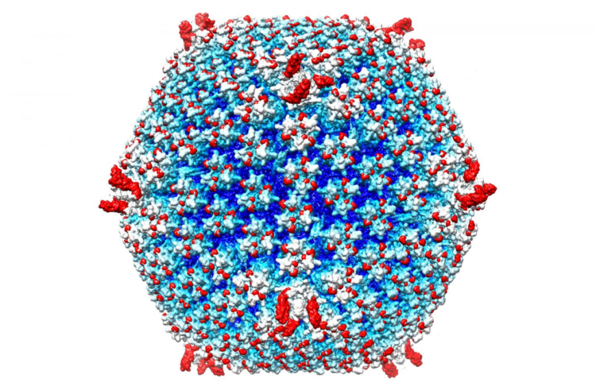Καταπολέμηση του καρκίνου μέσω ιών