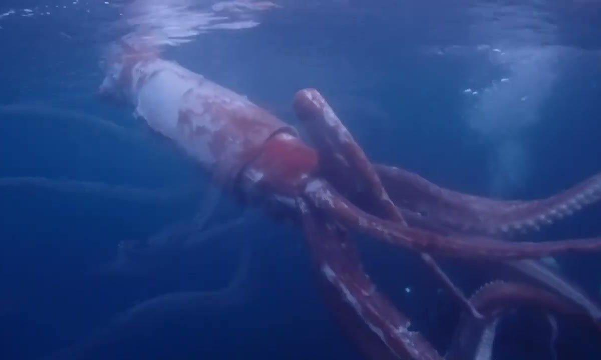 Σπάνια συνάντηση με γιγάντιο καλαμάρι κατέγραψαν δύτες (vid)