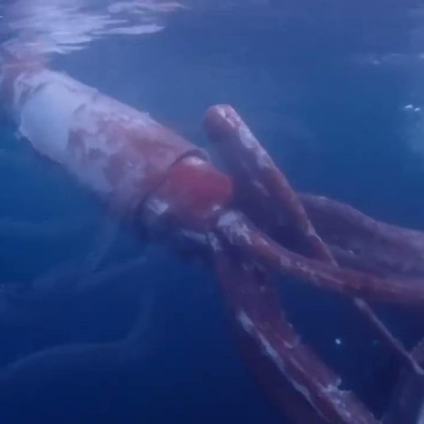 Σπάνια συνάντηση με γιγάντιο καλαμάρι κατέγραψαν δύτες (vid)