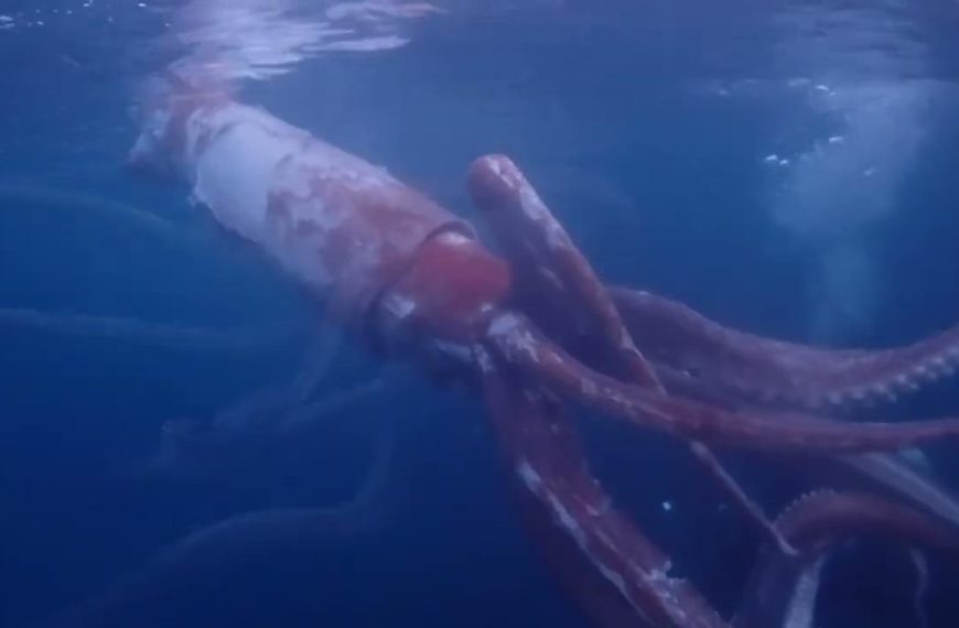 Σπάνια συνάντηση με γιγάντιο καλαμάρι κατέγραψαν δύτες (vid)