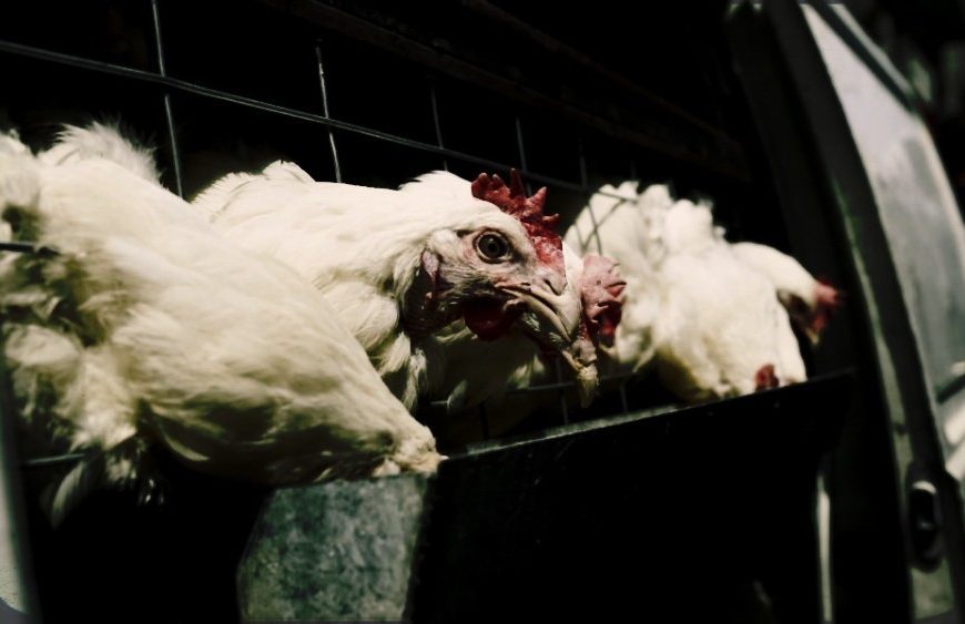 Γρίπη των πτηνών: Η πιο καταστροφική όλων των&hellip;