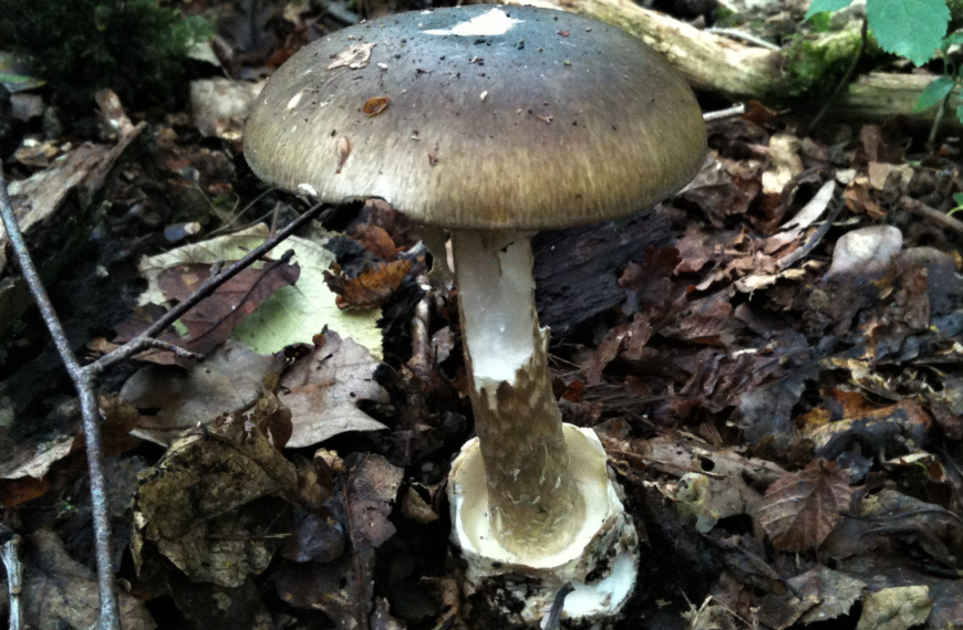 Το πιο τοξικό μανιτάρι εξαπλώνεται ραγδαία σύμφωνα με νέα έρευνα