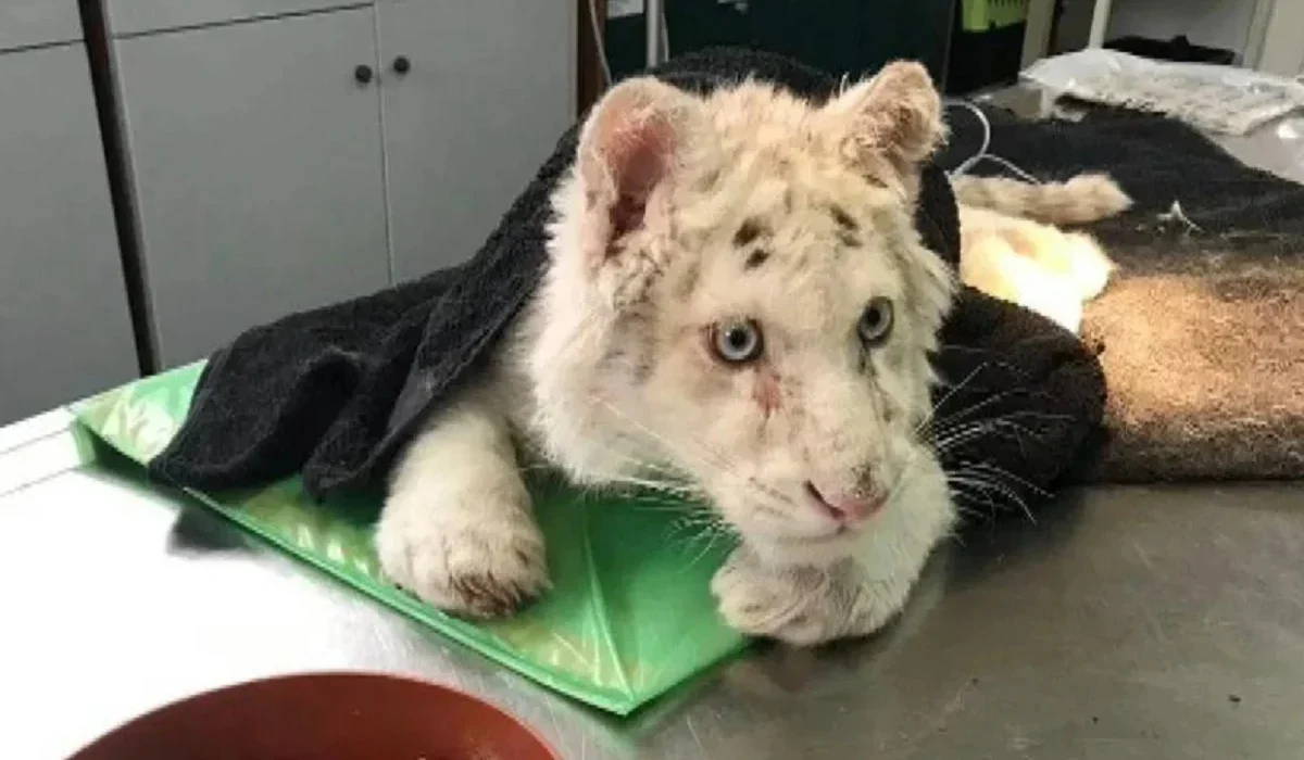 Χασίγια: Δεν είναι μία σπάνια λευκή τίγρη – Είναι προϊόν αιμομιξίας και θύμα αδίστακτων εμπόρων