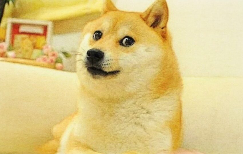Kabosu: Το σκυλί του Dogecoin που έγινε το νέο logo του Twitter