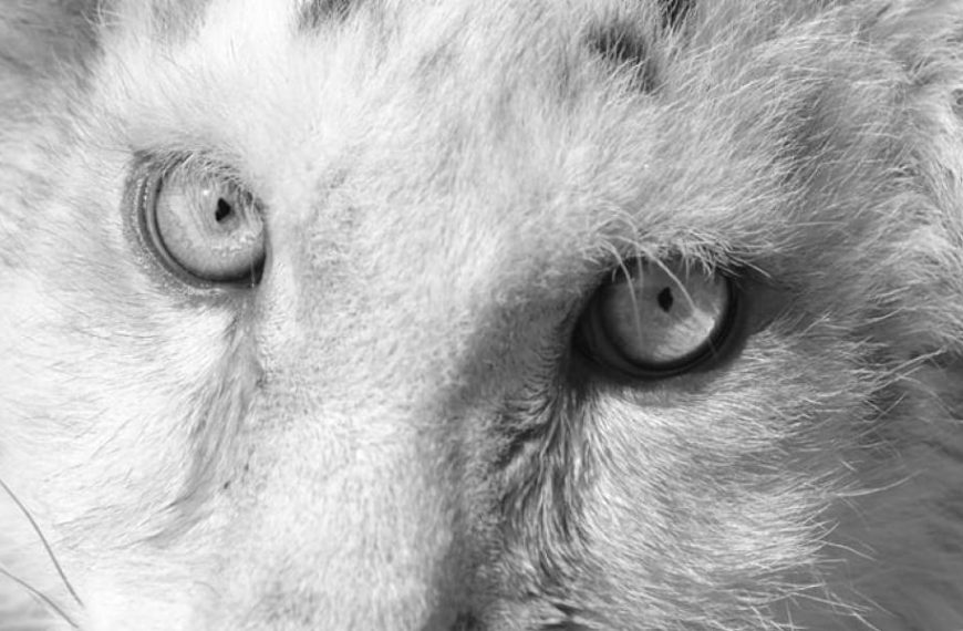 Έγινε ευθανασία στο παράλυτο λευκό τιγράκι