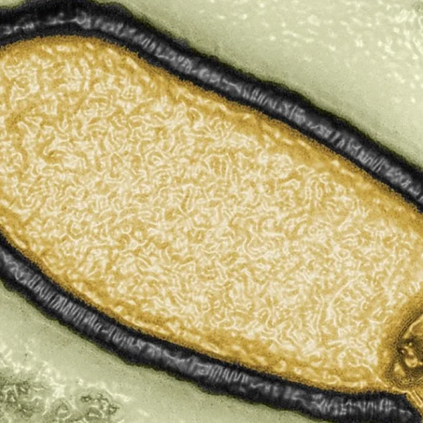 ΠΟΥ: Πιθανή μία νέα θανατηφόρα πανδημία – Τι είναι η&hellip;